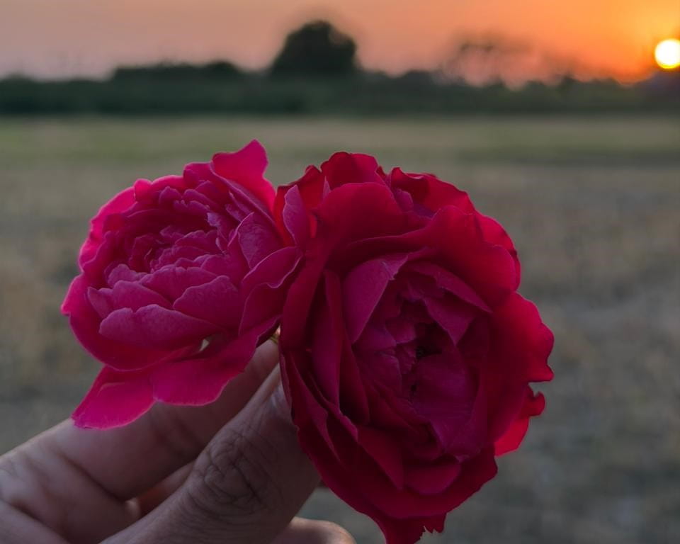 Dry Red Rose