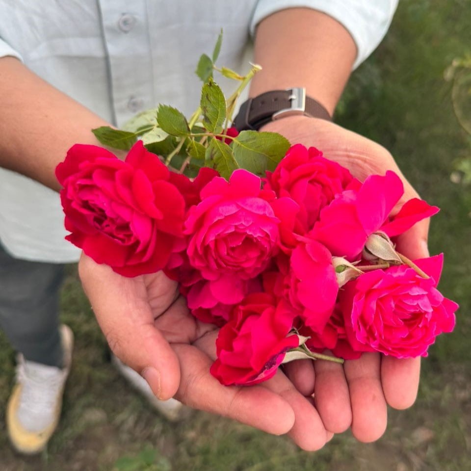 Dry Red Rose Exporter Pakistan